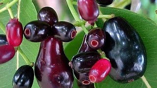 The MIGHTY Java Plum Tree - Grow it to Believe it!!!