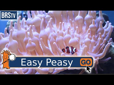 What Is the Most Hardy Saltwater Fish?