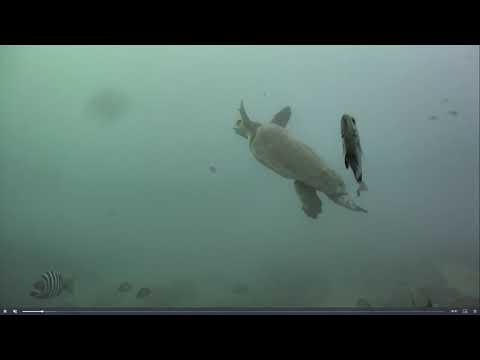 Korytnačka kareta (Caretta caretta) — pohľad v prírode