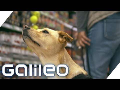 Becoming a billionaire with dog food: The Fressnapf story | Galileo | ProSieben