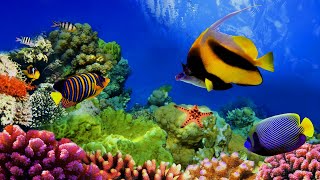 Download lagu Musik Relaksasi - Pemandangan Bawah Laut mp3 Download lagu Musik Relaksasi - Pemandangan Bawah Laut mp3