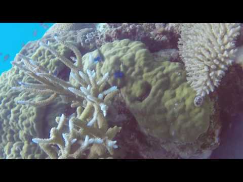 Baraccuda Bomie Scuba Diving Part 2 GBR AUS