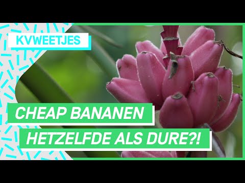 Genept met prijsverschillen voor dezelfde bananen?!  | KVWEETJES #10 | NPO 3