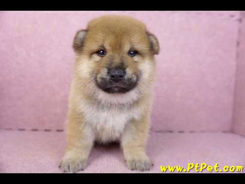 01/16赤色柴犬公幼犬