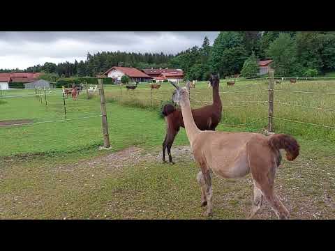 LamalandLoher Lamas reine Herdentiere?