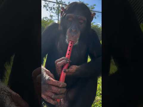 Limbani the Chimpanzee plays flute