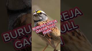 Download lagu burung gereja gacor, #burung gereja gacor isian kenari, #burung gereja gacor suara keras jernih, mp3