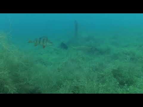 Pike attack a big perch. Check its reaction!