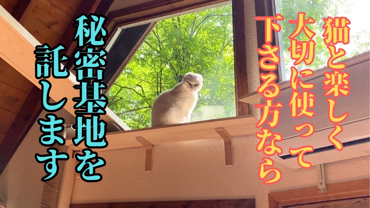 【2025年秋】子猫の命を奪うウイルスの闘いに疲れた主が、元山の野良猫シロと過ごした山小屋で想う…