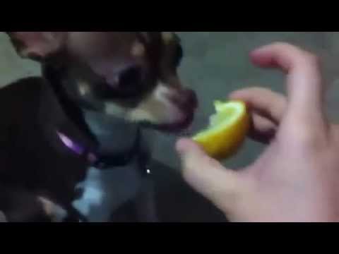 BEST FUNNY ANIMALS TRY NOT TO LAUGH   Dog eats lemon ^^   YouTube