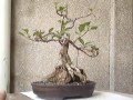 Ficus Bonsai Progression 