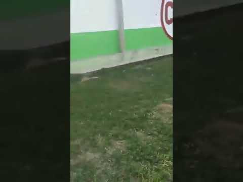 Fiesta patronal en homanejae al Señor de las Animas - Conchucos