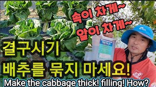 김장배추 굵게! 속이 차게! 비법! 제발 묶지 마세요~~~ Make the cabbage thick! Mak…