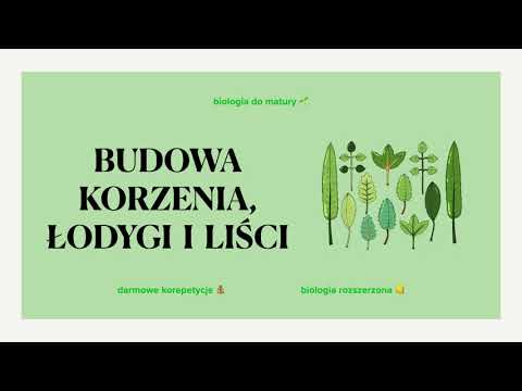 #13 The structure of roots, stems and leaves 🌲 revision for the final exam 🌱 advanced biology hig...