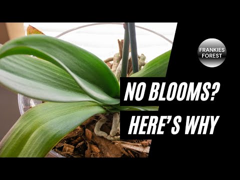 WHY Your Orchids AREN’T BLOOMING