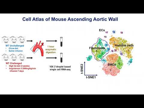 Single-cell Transcriptome Profiling of Aortic Fibroblast Phenotype Modulation During Aortic...