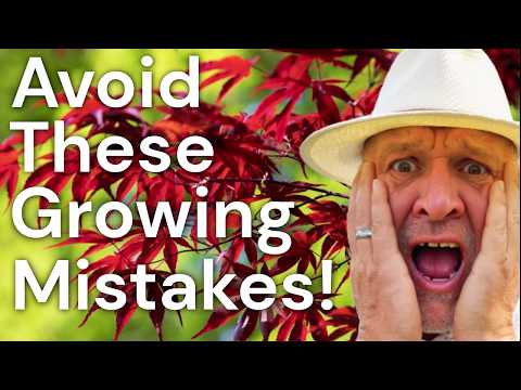 5 Five Mistakes to Avoid when Planting Acers - Japanese Maples