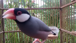 Download lagu Suara Asli Burung Gelatik Belong Ampuh Untuk Meman... mp3
