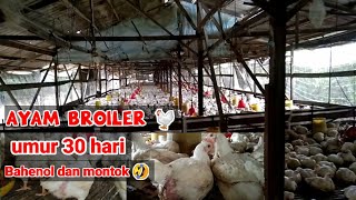 Download lagu AYAM BROILER UMUR 30 HARI MENDEKATI MASA PANEN mp3
