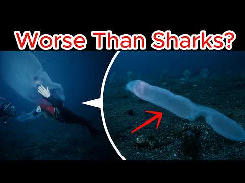 What cameras captured in the remaining 5% of the ocean