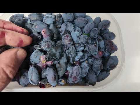 Les écureuils dans le jardin