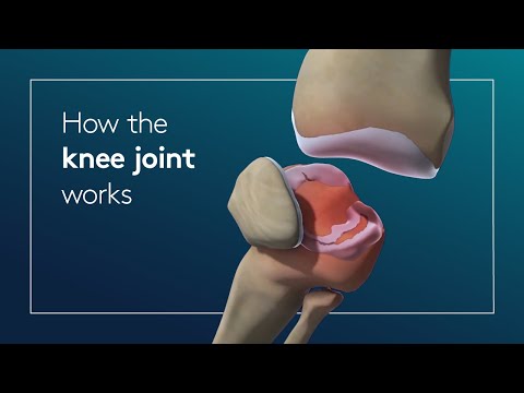 Wellington Knee Unit : How the knee joint works