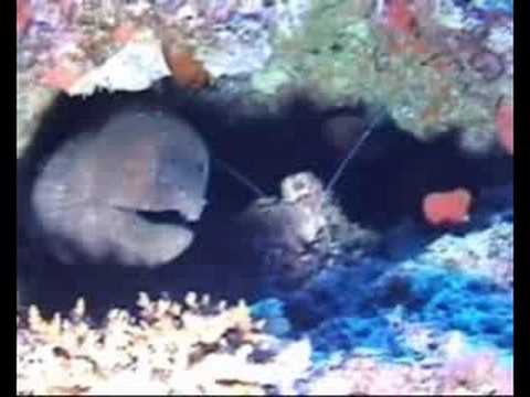 Lily Beach, Lily Beach,Malediven