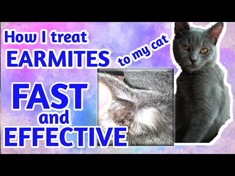 HOW TO TREAT EARMITES IN CATS IN AN EASY WAY | Ashby the grey cat