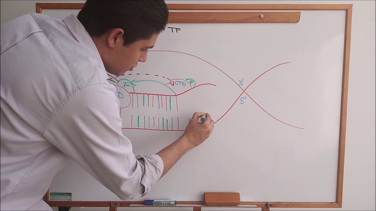 Transcripción eucariota (síntesis de ARN)