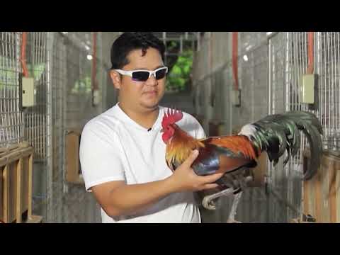 Alamin ang Breeding system ni Sir Doyet Lapido