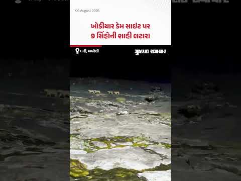 Dhari, Amreli: ખોડીયાર ડેમ સાઇટ પર 9 સિંહોની શાહી લટાર! Dhari, Amreli: ખોડીયાર ડેમ સાઇટ પર 9 સિંહોની શાહી લટાર!