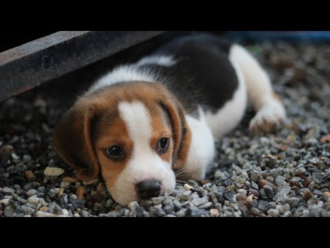 Funny Dogs and Cat | Funniest Pets | Anusha HW channel