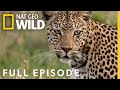 Leopard S Rock Full Episode Savage Kingdom