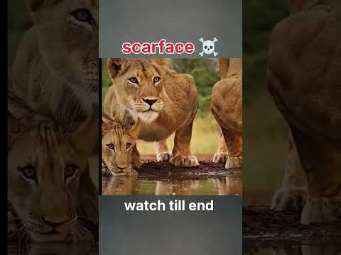 scarface lion #scarface#trending #lion #liontiger #lions #wildanimals #wildlife #shorts #ytshorts