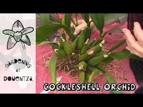 Divide & Repot Giant Cockleshell Orchid || In Bloom & Phrag Update