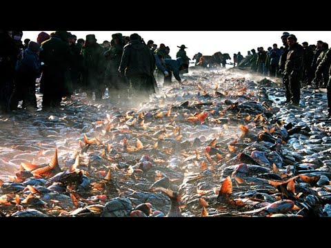 Unbelievable Big Catch Net Fishing Under Ice River Catch A lot of Fish - Net Fishing under Ice