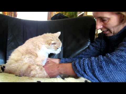 Giving my 18 year old cat Garfield 