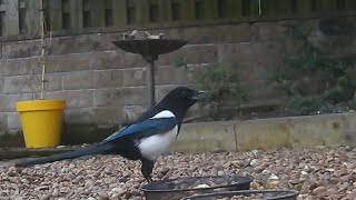 Download lagu Seekor burung murai berisik memanggil pasangannya #burung #videoburung #murai #suaraburung #corvids mp3