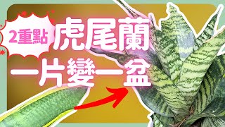 虎尾蘭從一片葉到一盆要多久？繁殖虎尾蘭的2個重點 | How to grow  Snake Plant  |《葛斯怎麼種》64