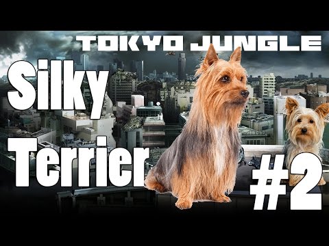 Tokyo Jungle: Silky Terrier Survive over 100 years Part 2 of 5
