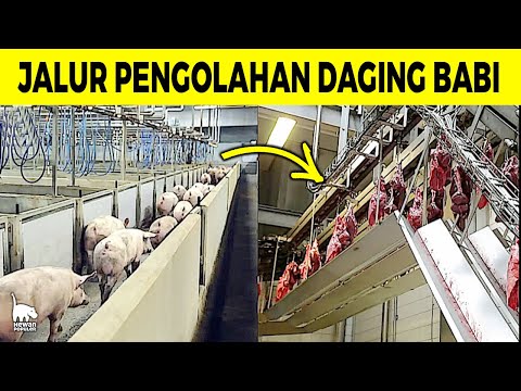 , title : 'Penasaran Bagaimana Proses Peternakan dan Pengolahan Daging Babi Di China.!'