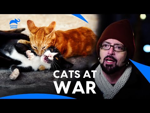 Harold Vs Ninja Cat: Jackson Galaxy saw WORST CAT Aggression EVER💔| My Cat From Hell | Animal Planet
