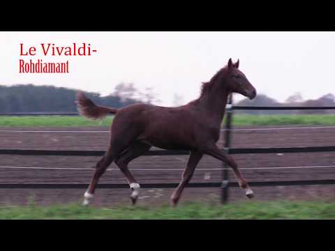 Le Vivaldi- Rohdiamant