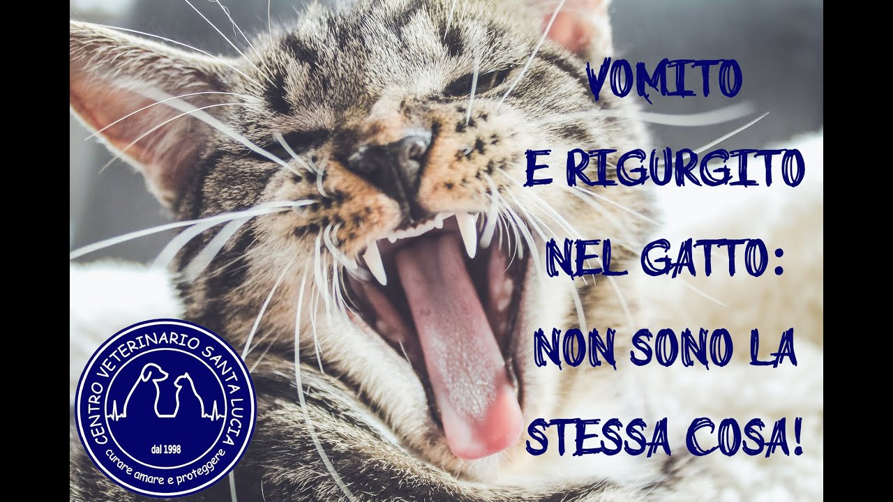 Watch Now 52 - Vomito o rigurgito Perché non sono la stessa cosa e perchè è importante saper riconoscerli. 52 - Vomito o rigurgito Perché non sono la stessa cosa e perchè è importante saper riconoscerli.