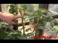 Лучшие (томаты) помидоры - Формирование кустов 