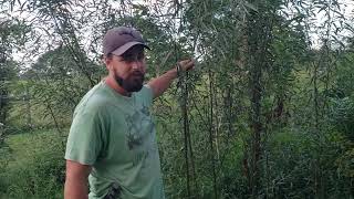 Hybrid Willow Growth