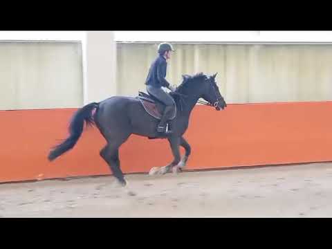 Holsteiner stallion Casalito x Quintero