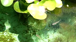 ミナミメダカ 給餌 2018年7月15日