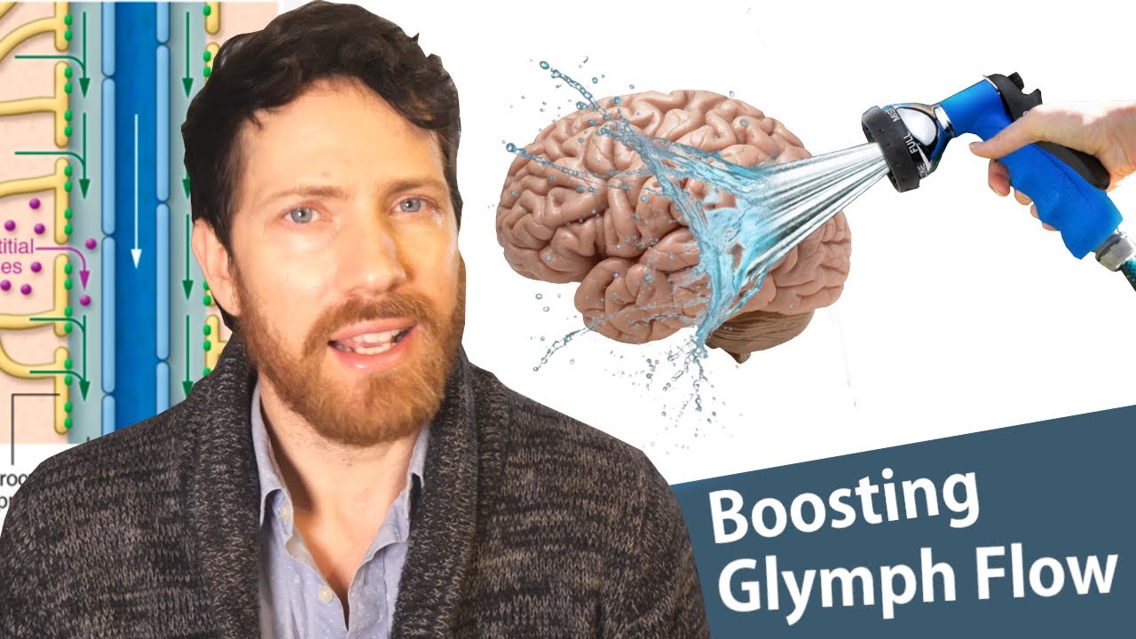 The Glymphatic System: How the Brain Cleans Itself and Fights Disease