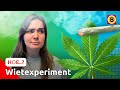 COFFEESHOPHOUDER moet ILLEGALE WIET testen | HOE..?